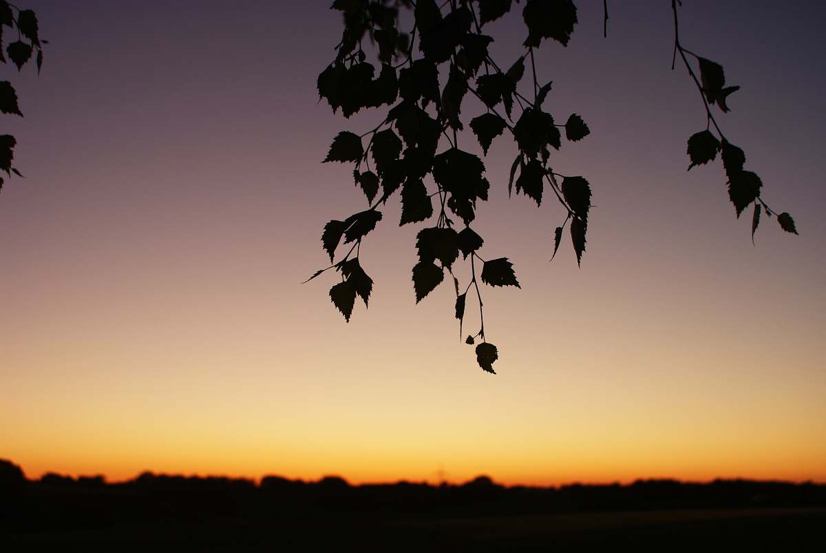 nature silhouette of leaves during golden hour outdoors