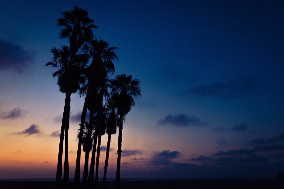 tree silhouette of Mexican palm trees under orange, blue, and white cloudy skies sunset