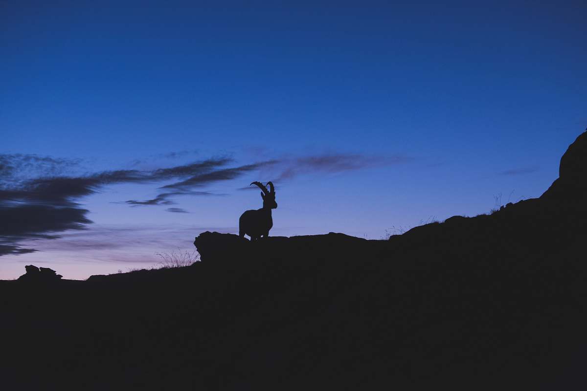 blue silhouette of mountain ram on rock formation during sunset sky