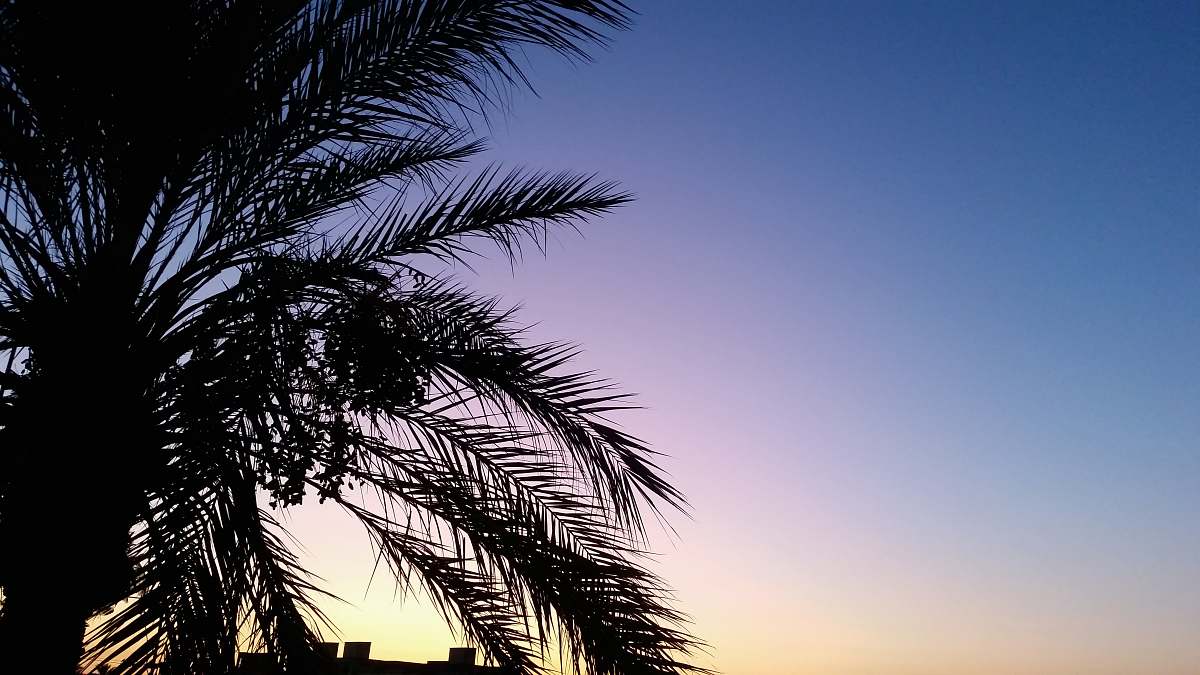 tree silhouette of palm tree plant
