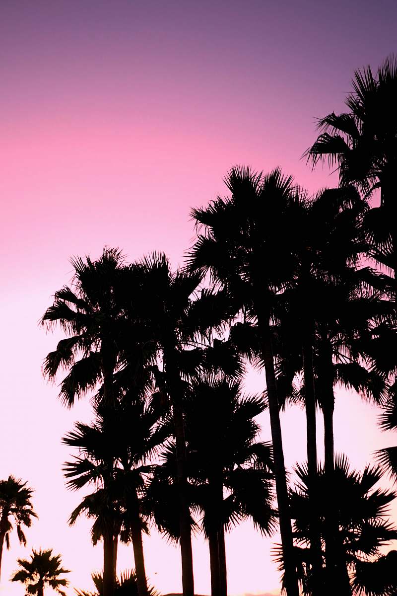 tree silhouette of palm trees plant