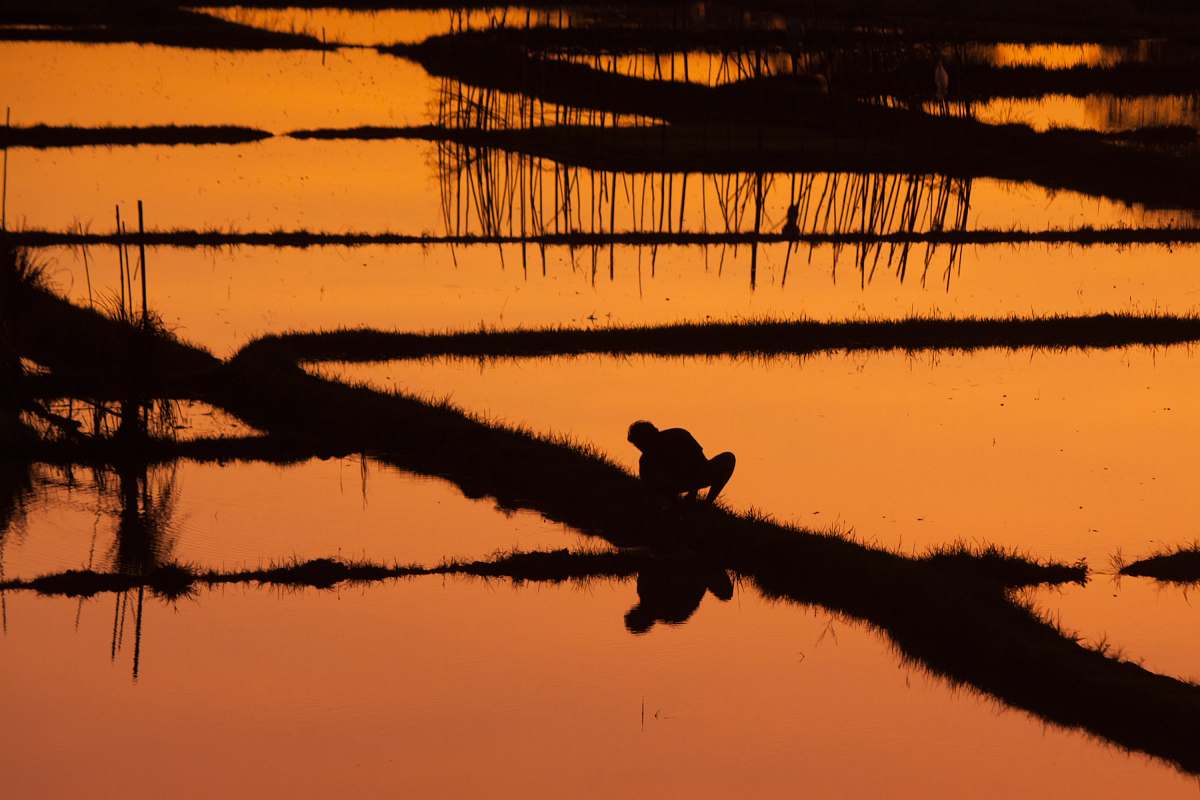 bali silhouette of person on rice field indonesia