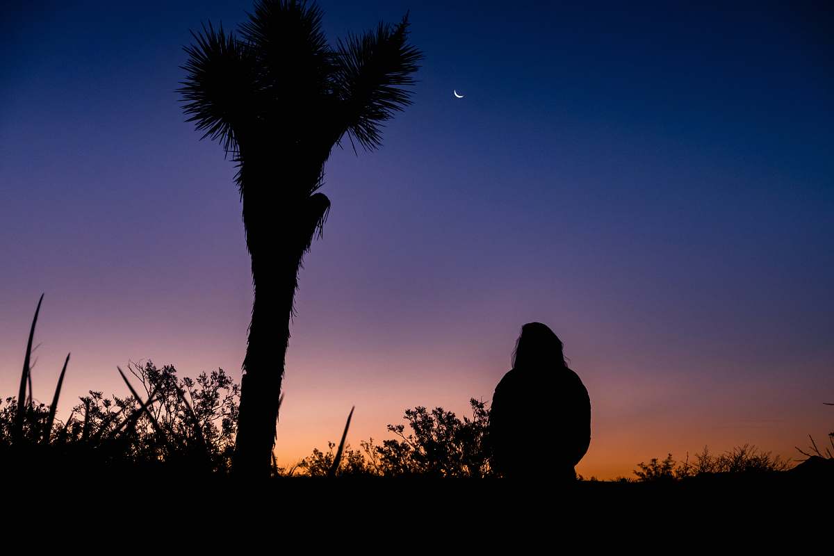 tree silhouette of person standing near palm tree arecaceae