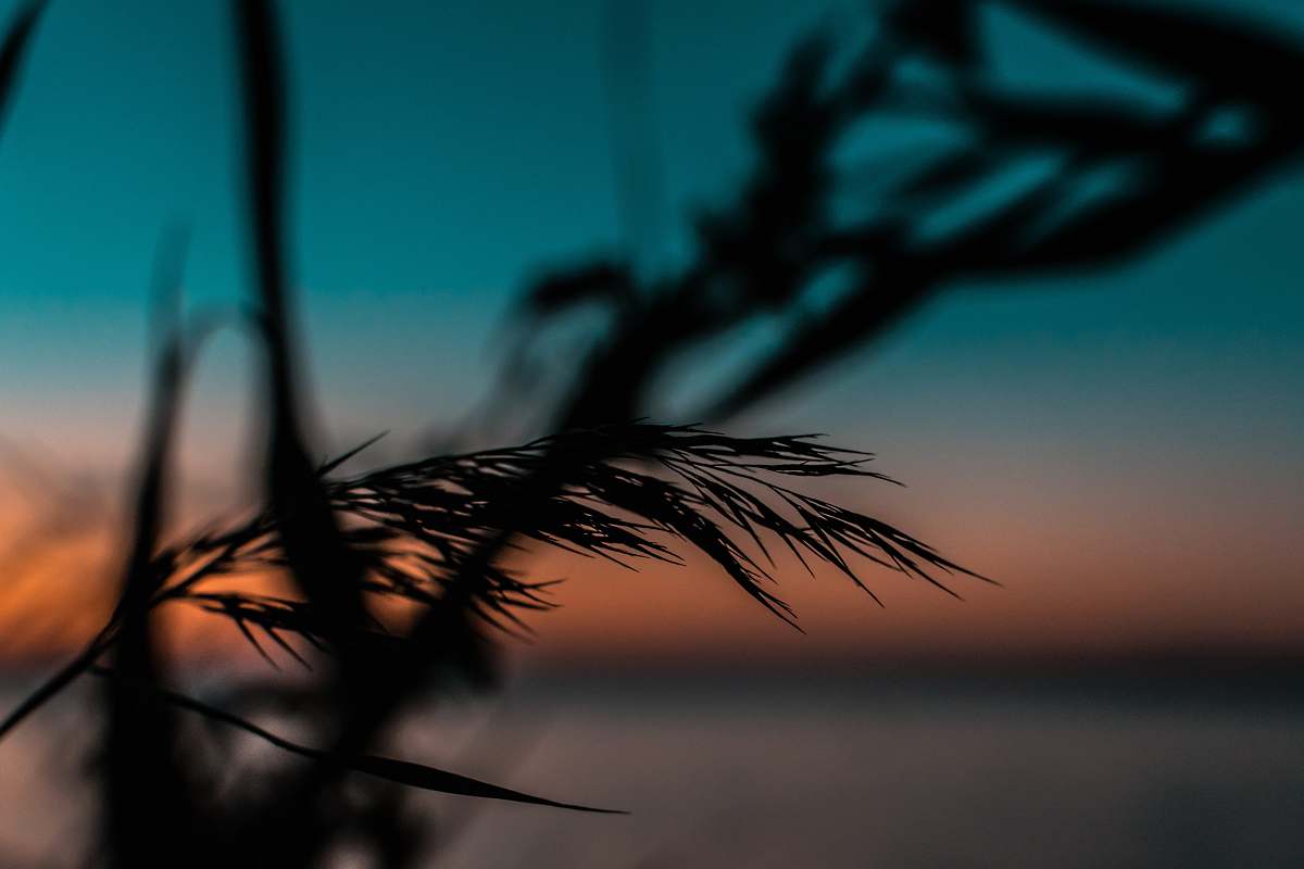 animal silhouette of plant bird