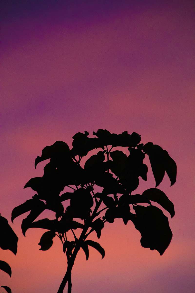 leaf silhouette of plant plant