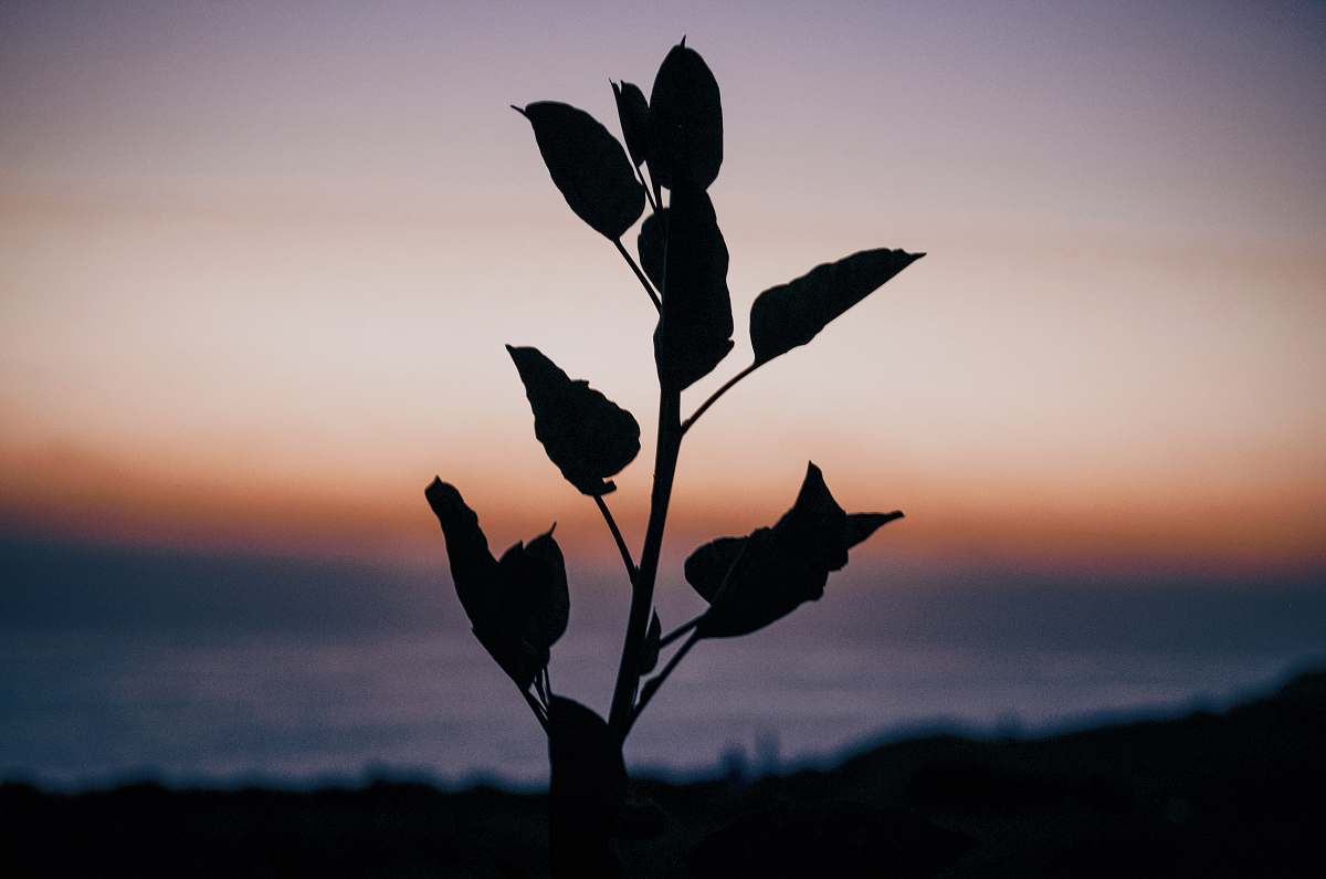 plant silhouette of plant leaf