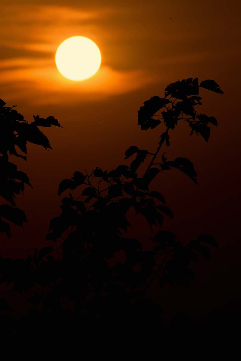 outdoors silhouette of plants and full sun in sky dusk