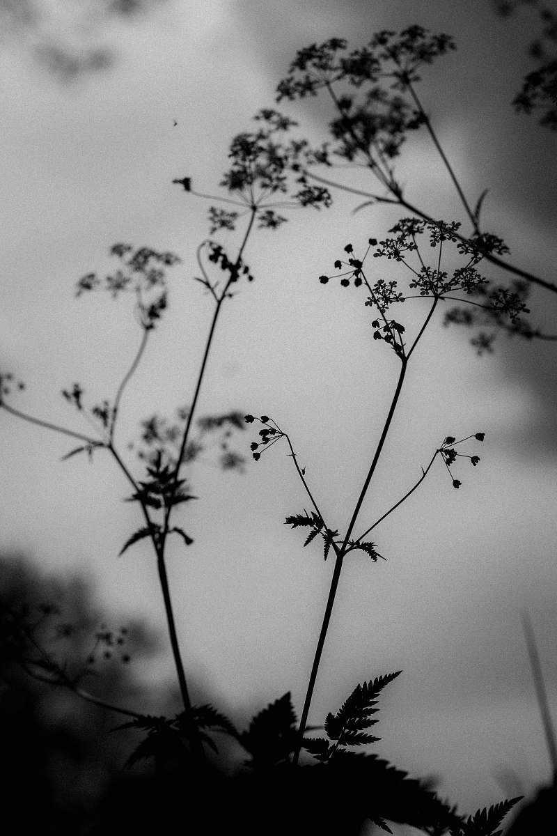 black-and-white silhouette of plants grey