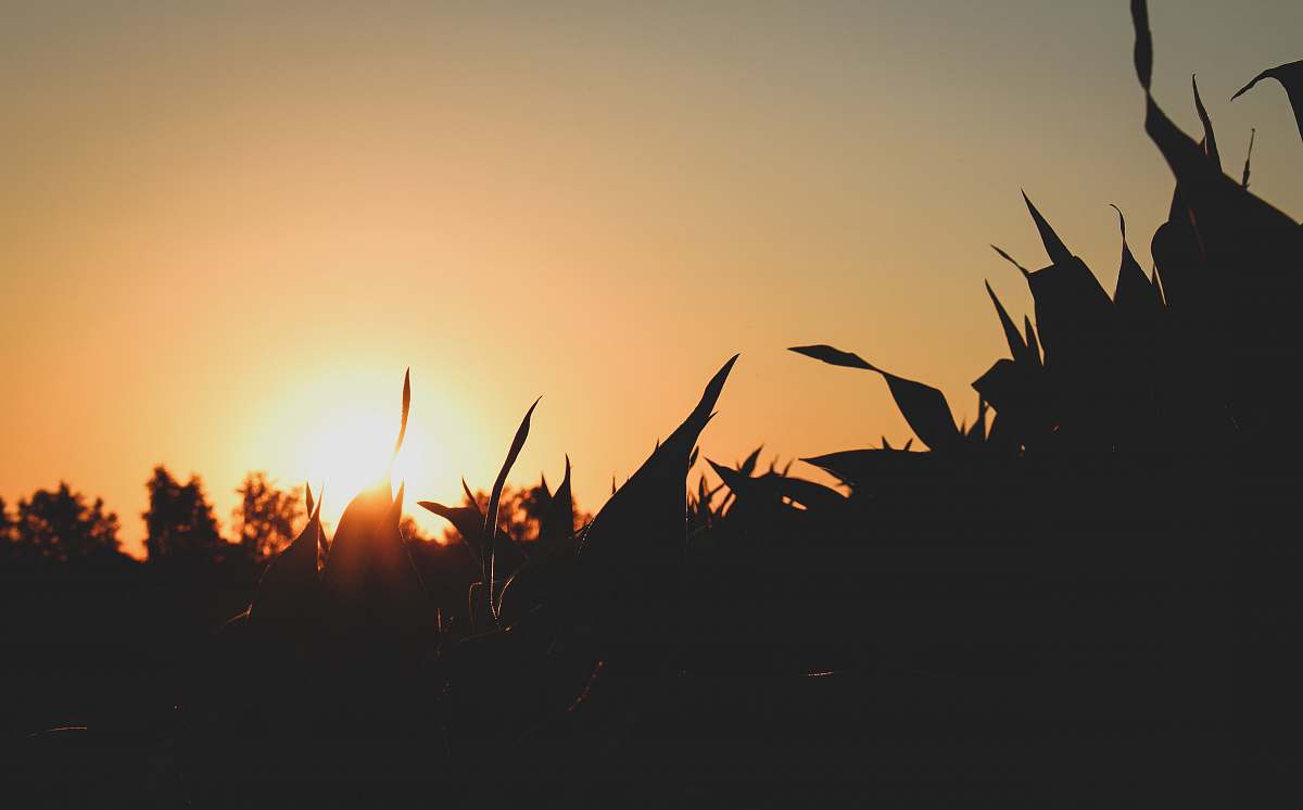 animal silhouette of plants during golden hour ardeidae