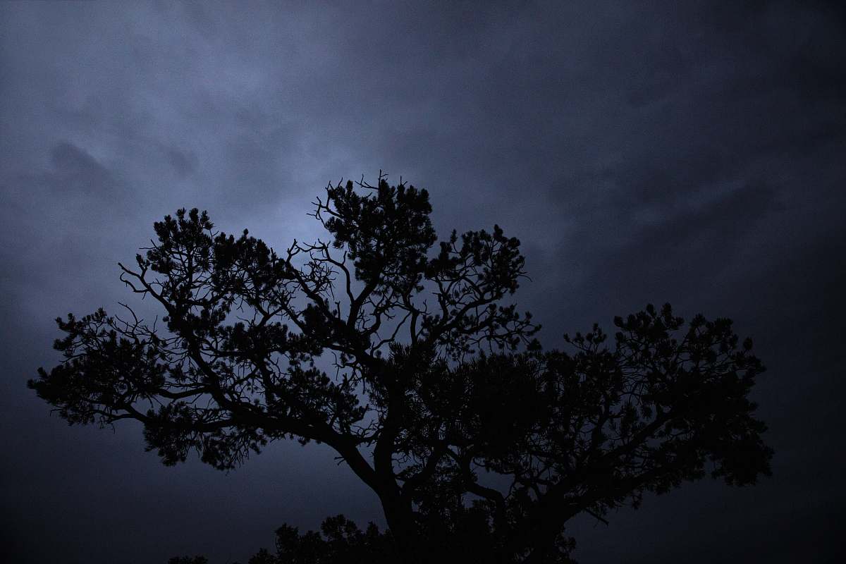 nature silhouette of tree during daytime outdoors