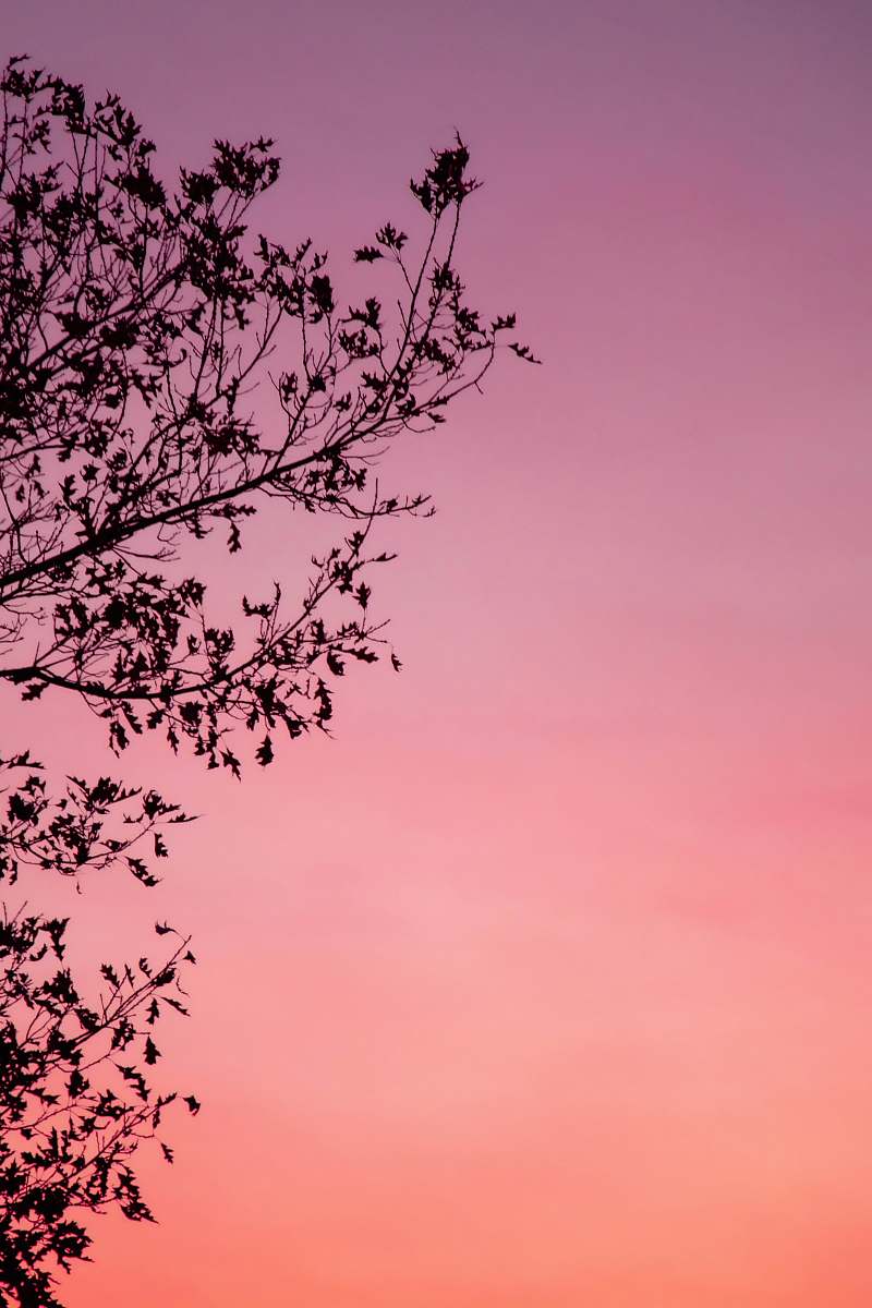 tree silhouette of tree during golden hour plant