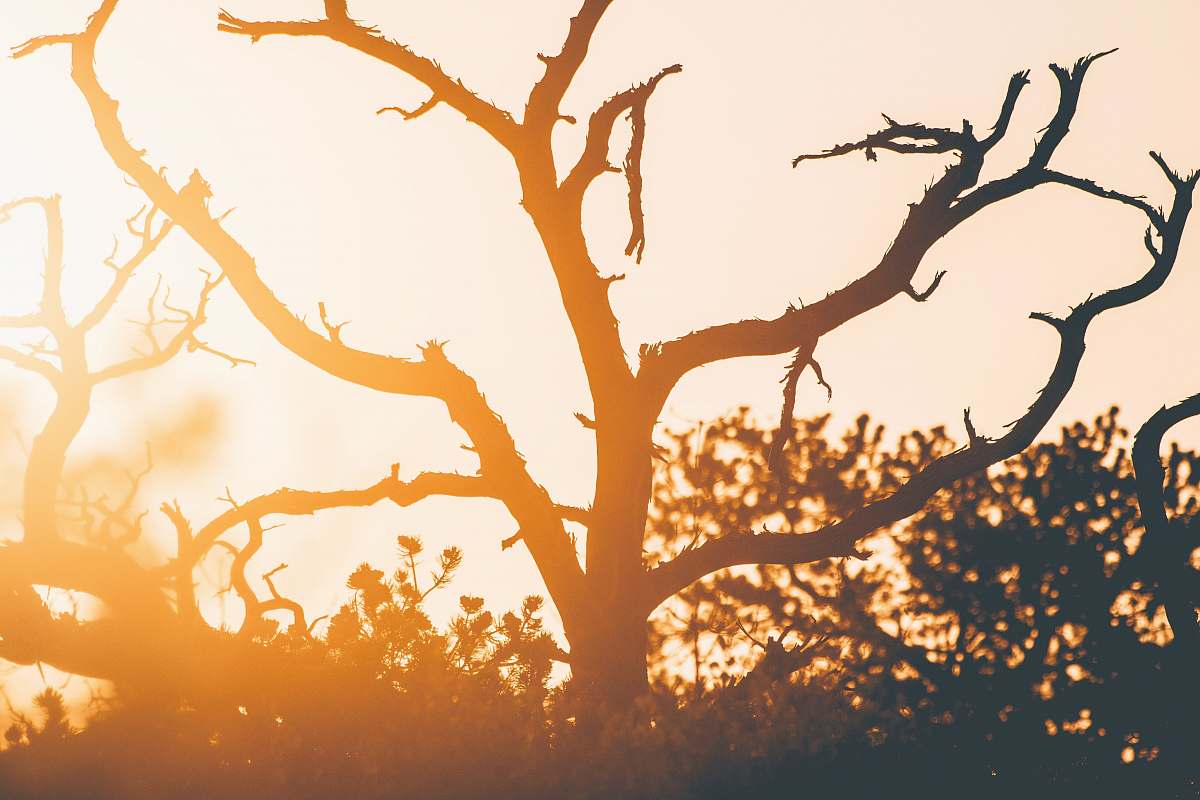 nature silhouette of tree during sunset tree