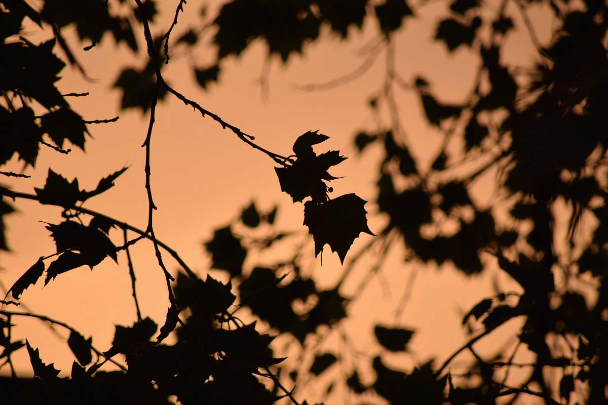 leaf silhouette of tree plant