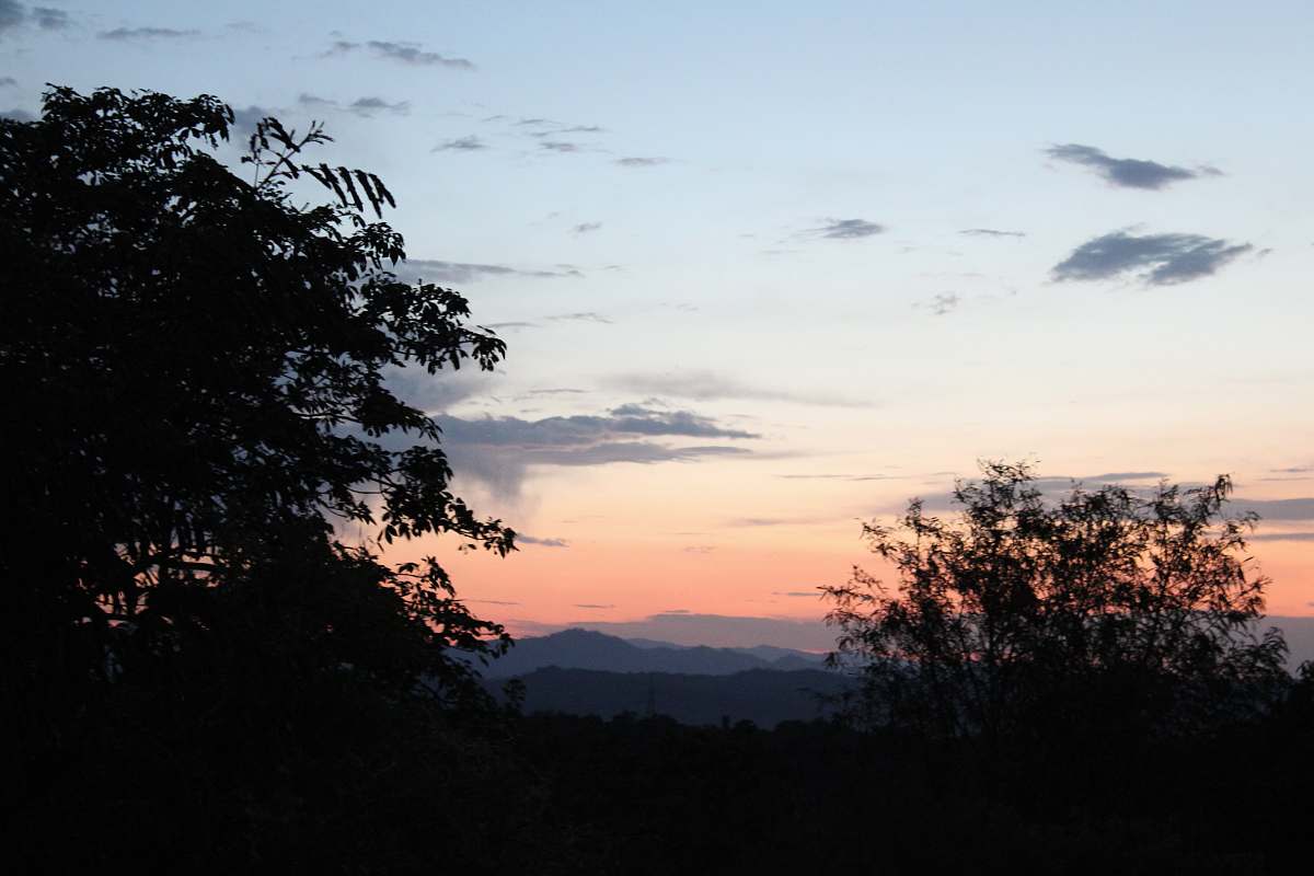 nature silhouette of tree outdoors