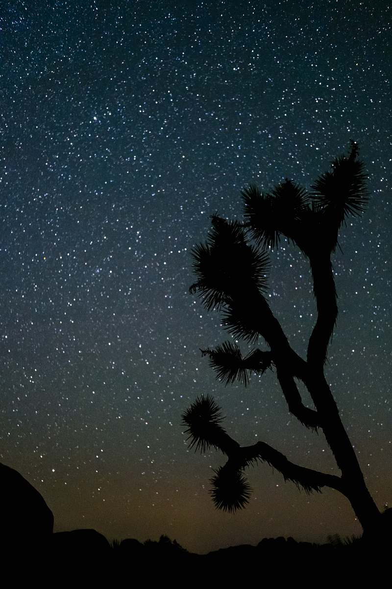 grey silhouette of tree under night sky stars