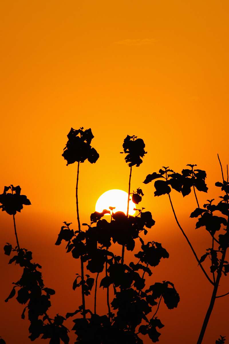 nature silhouette of tree under orange sky sunlight