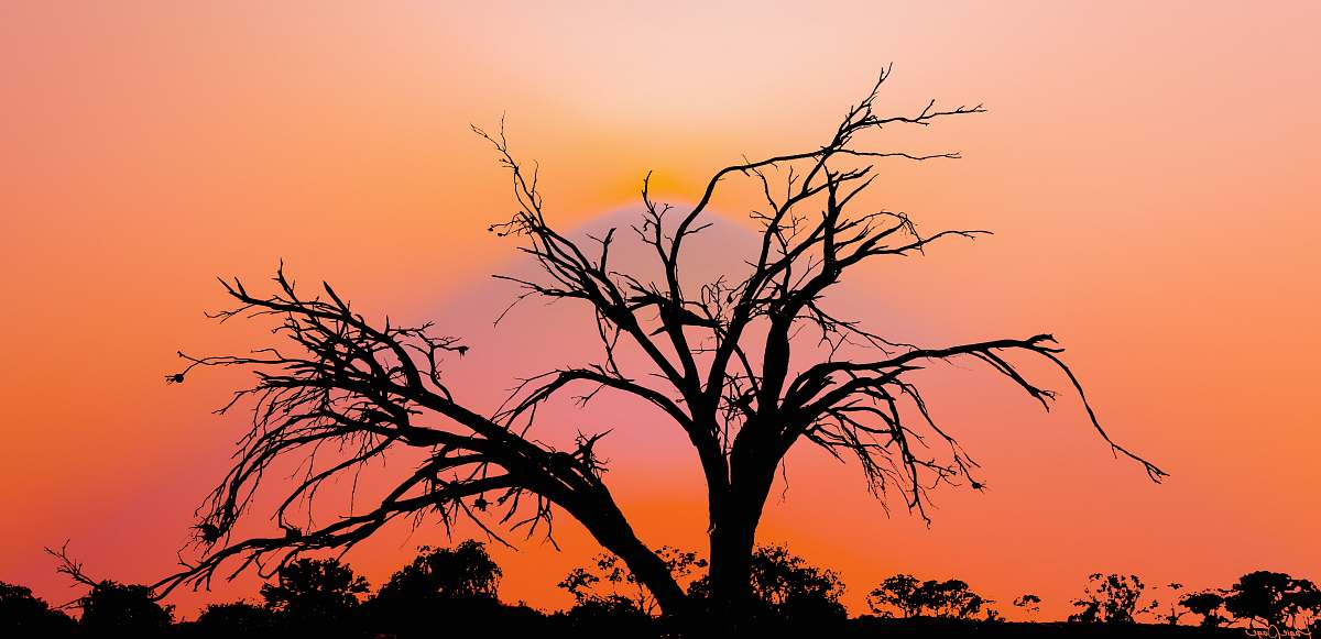 tree silhouette of tree under orange sky plant
