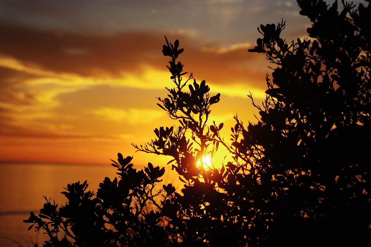 sunset silhouette of trees at sunset outdoors