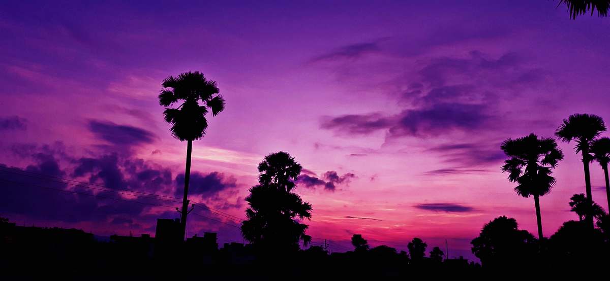 nature silhouette of trees during golden hour outdoors