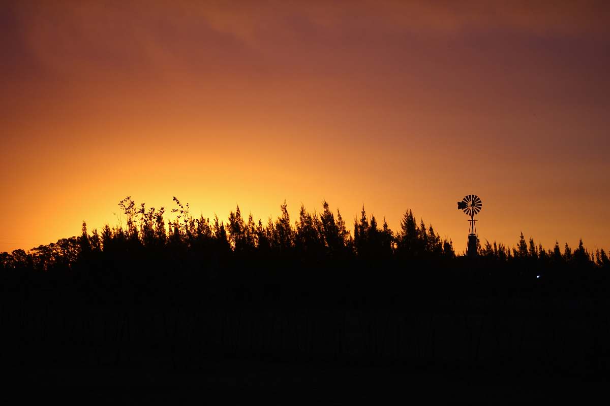 outdoors silhouette of trees during golden hour nature