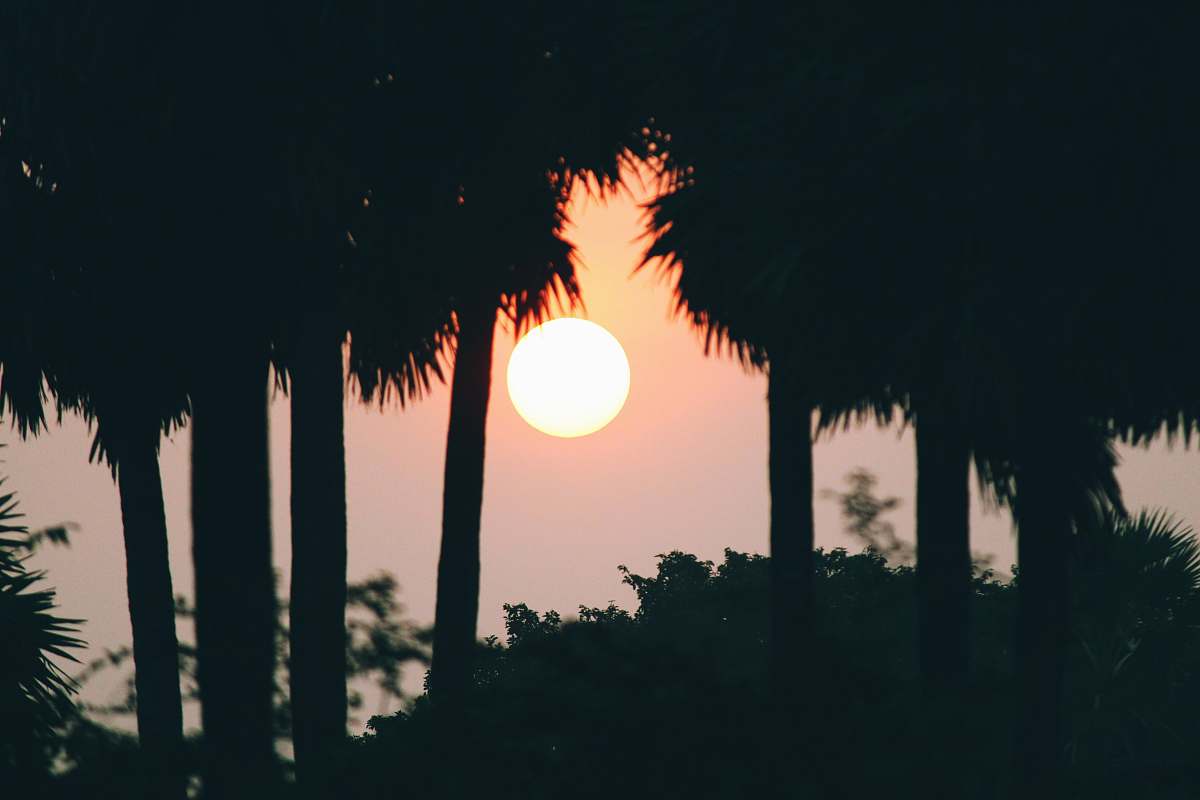 nature silhouette of trees sunlight