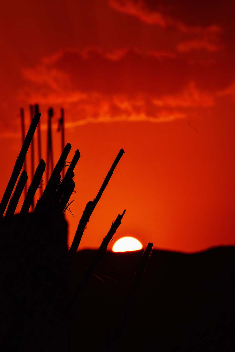 red silhouette of trees ghar el melh