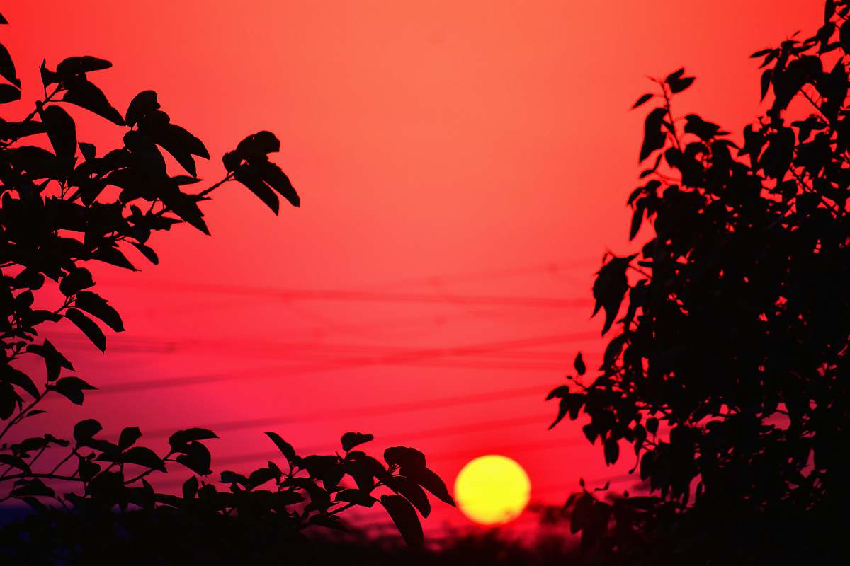 sunset silhouette of trees sky