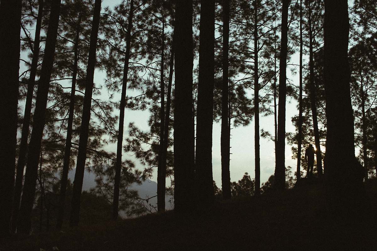 tree silhouette of trees nature