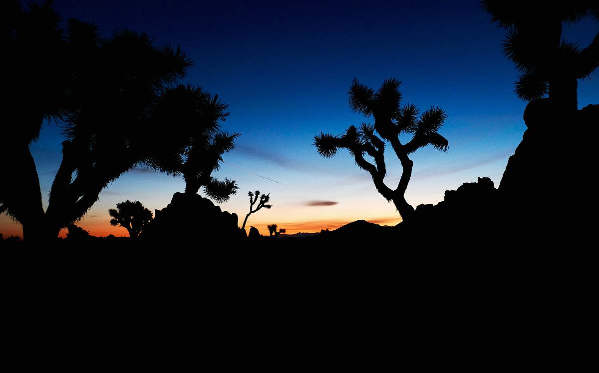 tree silhouette of trees under blue skies during golden hour joshua tree national park