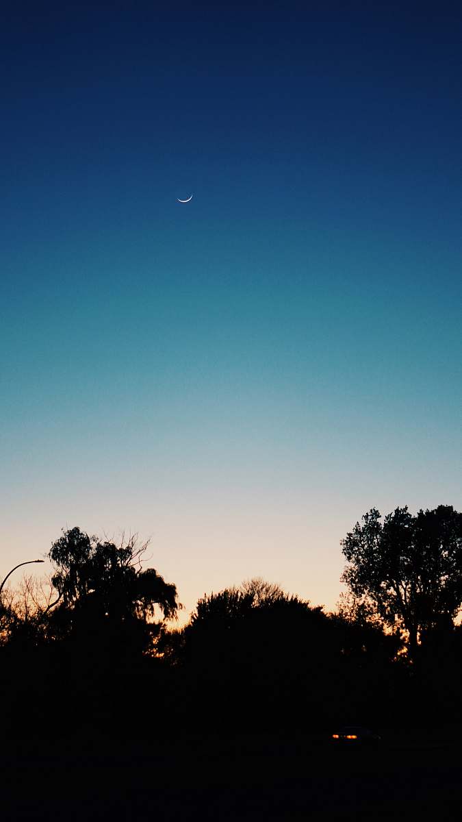 nature silhouette of trees under blue sky outdoors