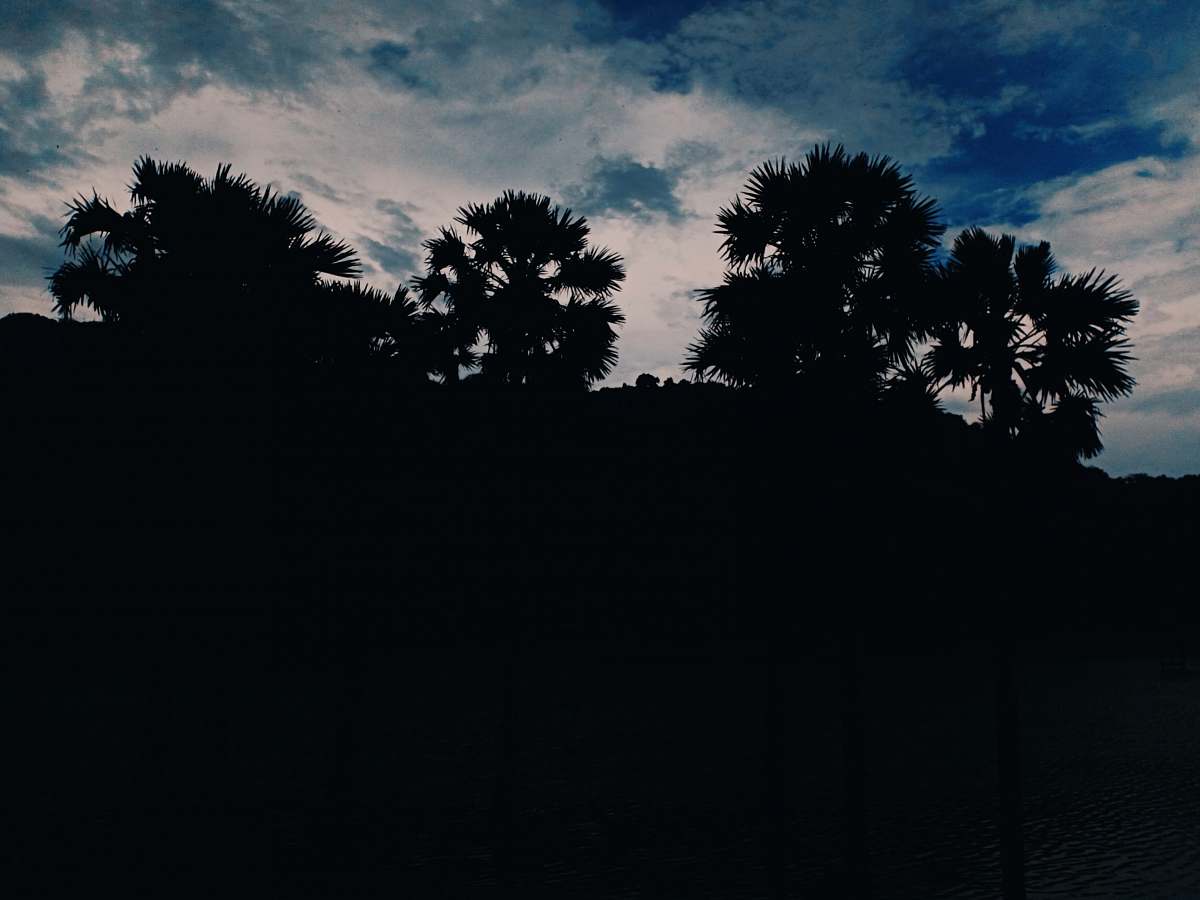 plant silhouette of trees under cloudy sky tree