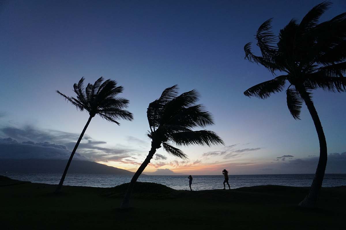 human silhouette of two people standing near palm trees during sunset nature