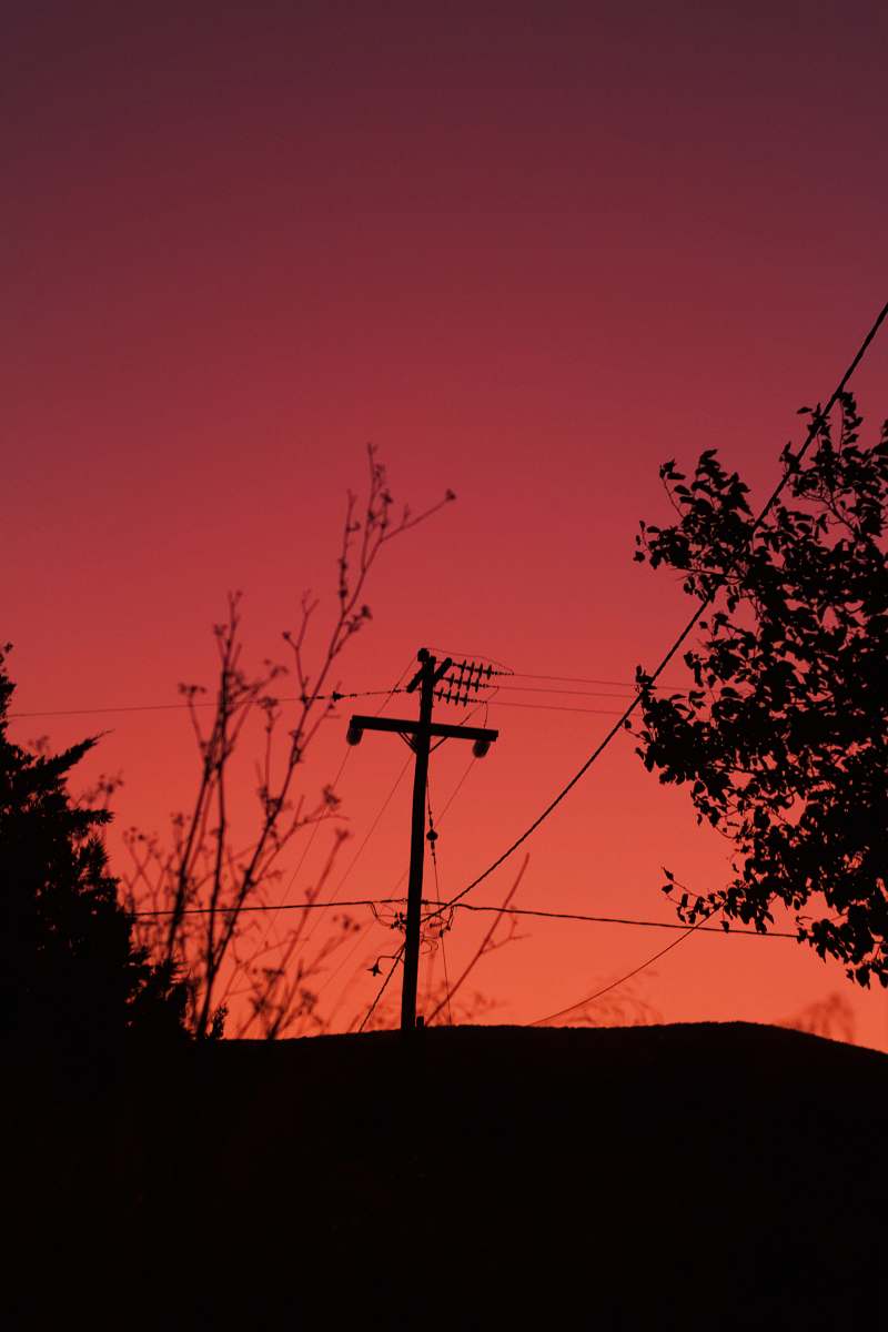 nature silhouette of utility pole and trees dawn
