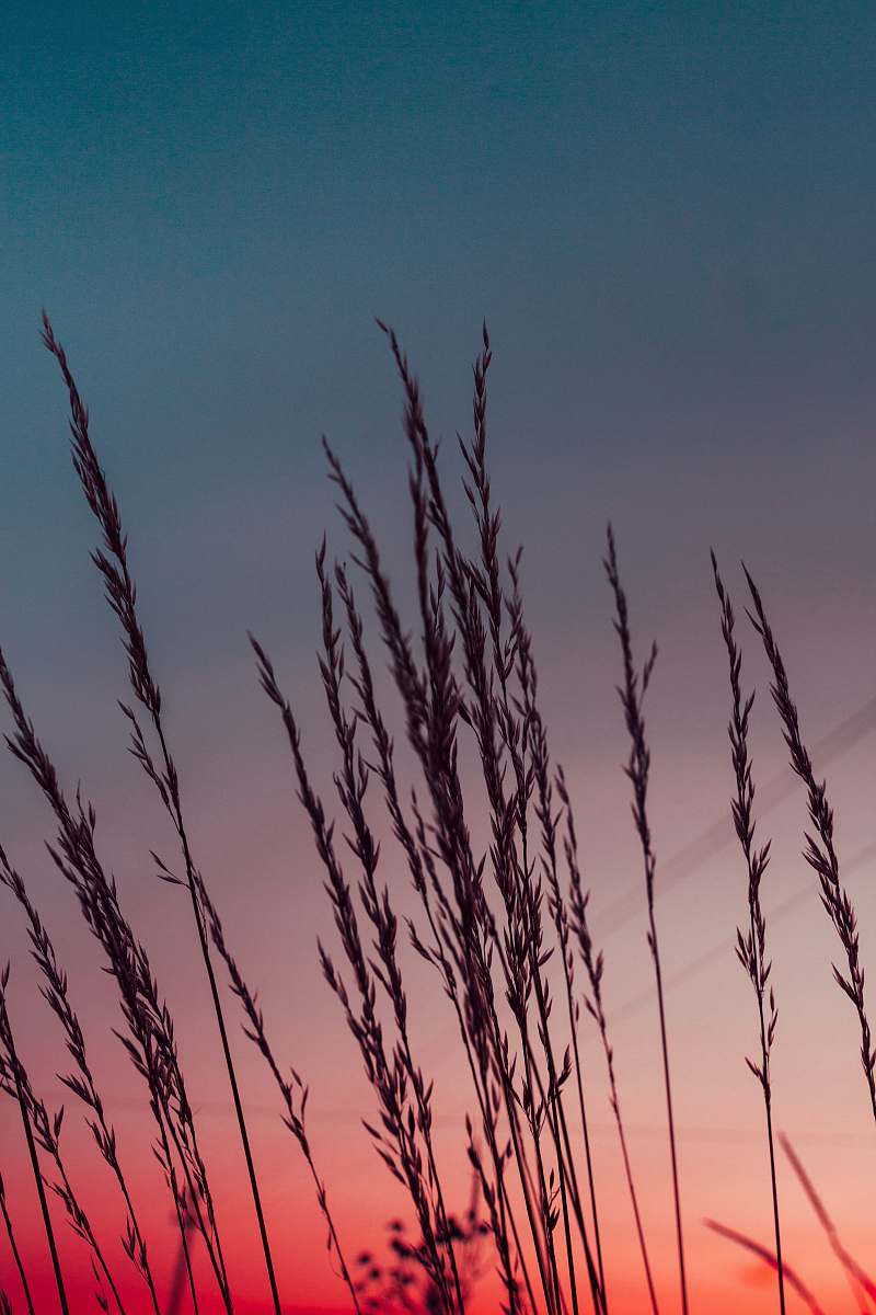 nature silhouette of whey outdoors