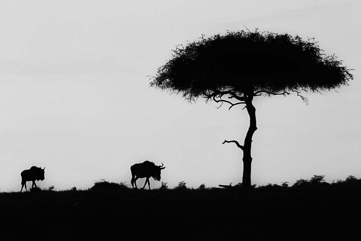 black-and-white silhouette of wildebeest near tree grey
