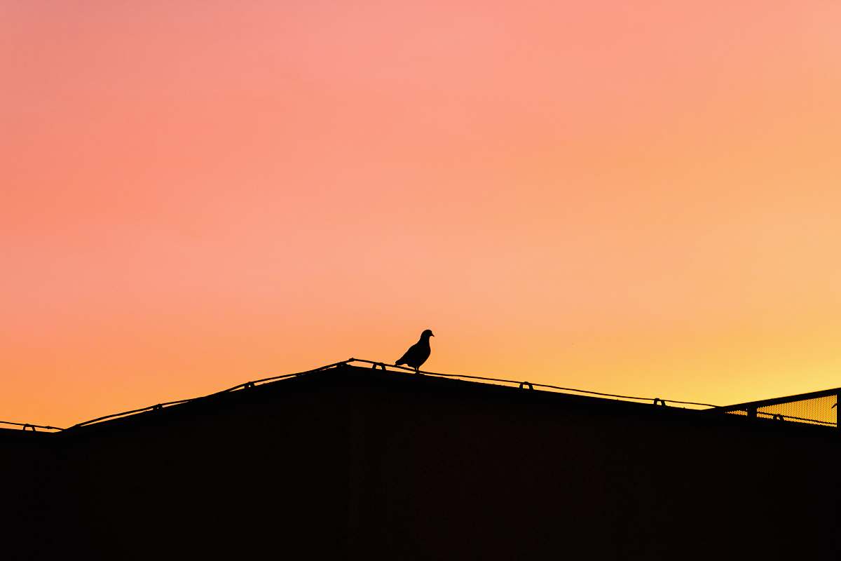 building silhouette photo of bird perching on roof during golden hour timișoara