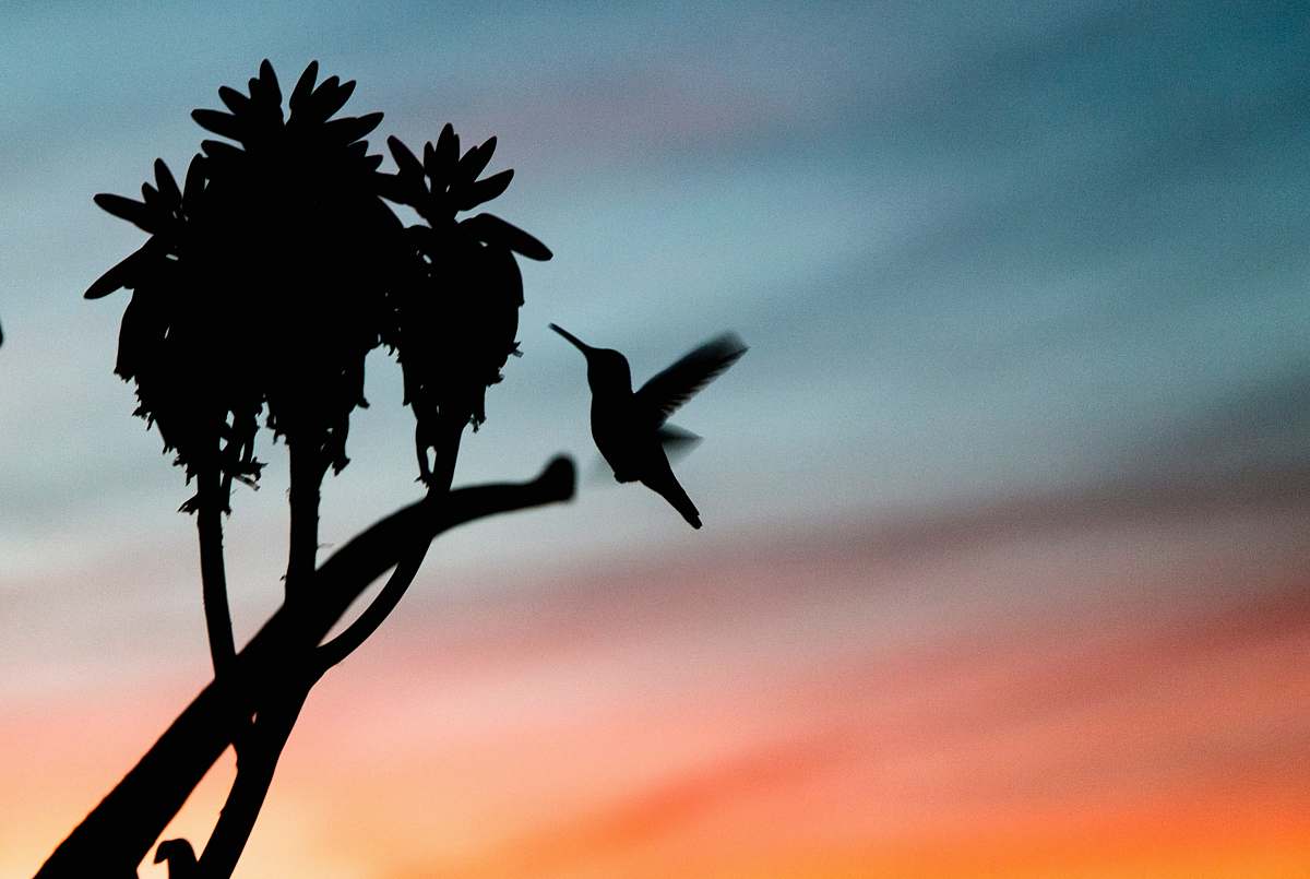 bird silhouette photo of hummingbird near branch plant