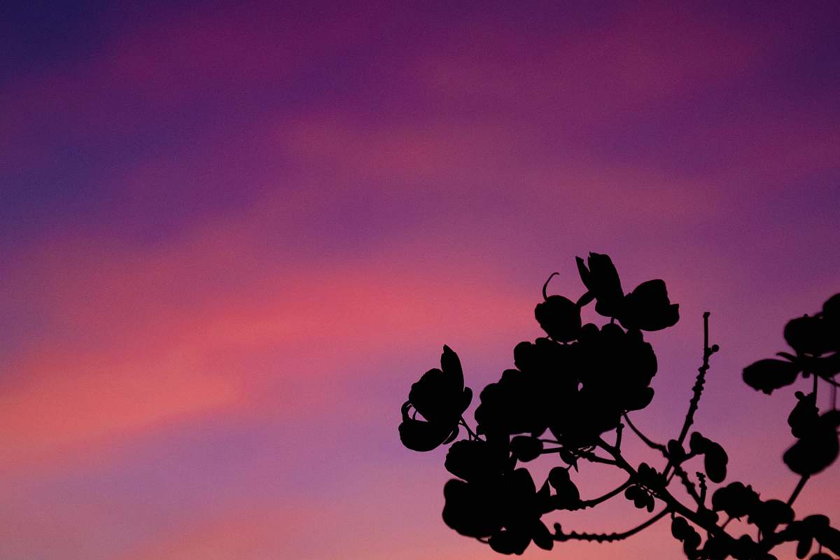 outdoors silhouette photo of leaf during golden hour nature