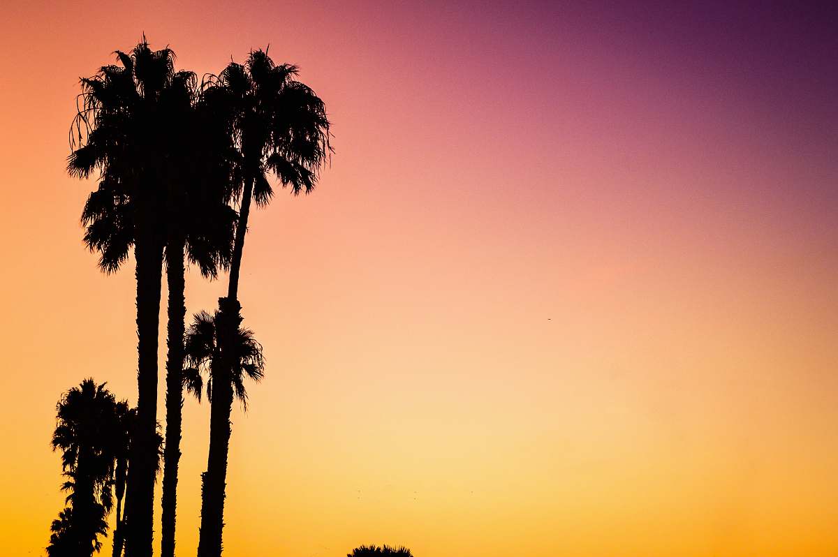 tree silhouette photo of palm trees during sunset palm tree
