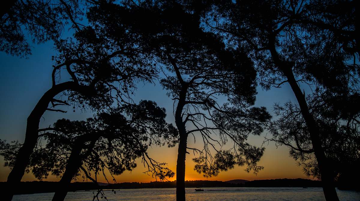 nature silhouette photo of tree outdoors