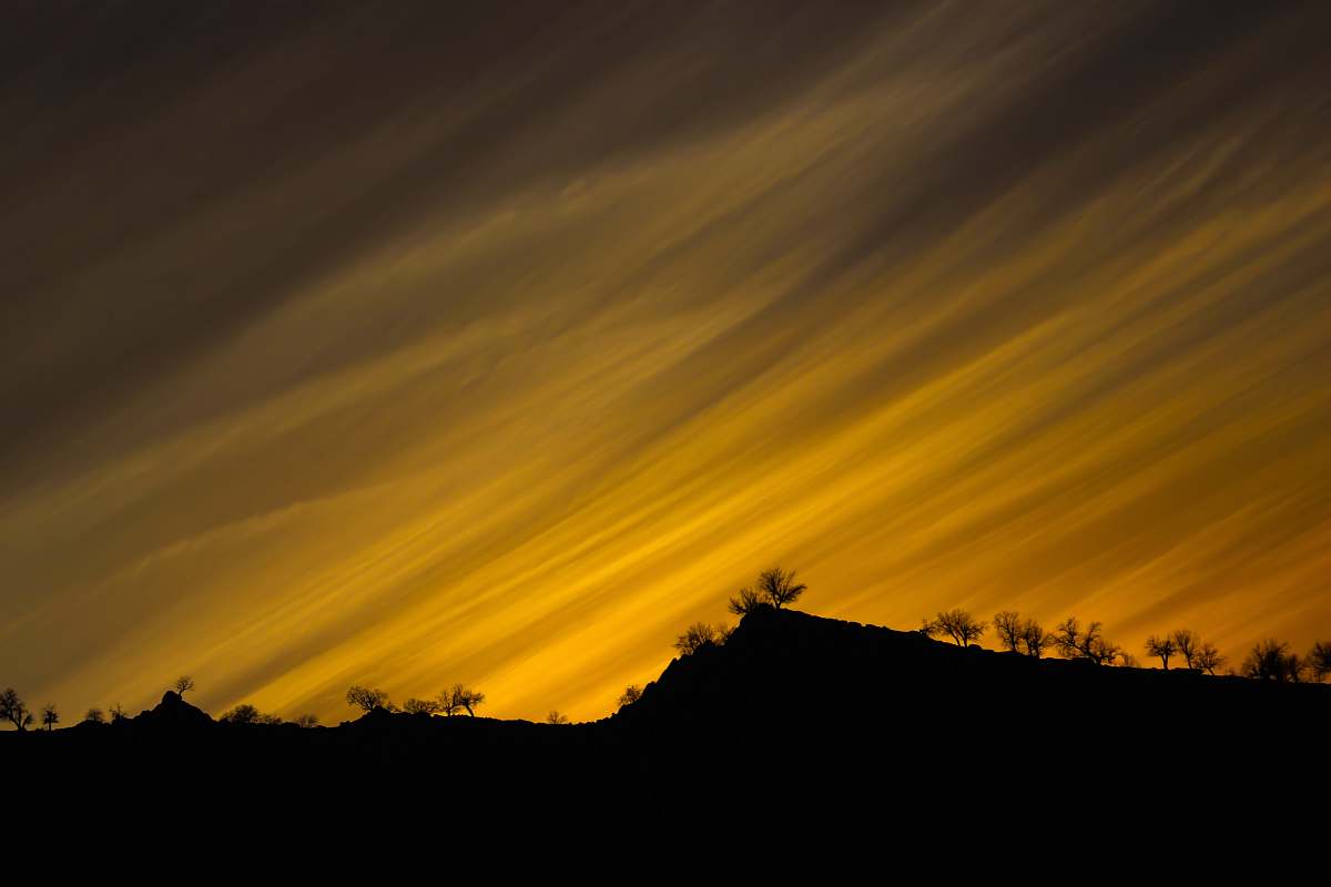 nature silhouette photo of trees during golden hour outdoors