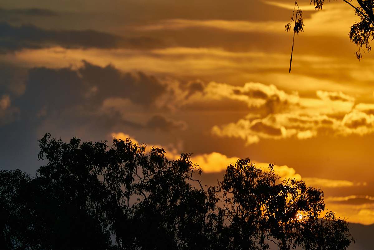 nature silhouette photo of trees sunlight