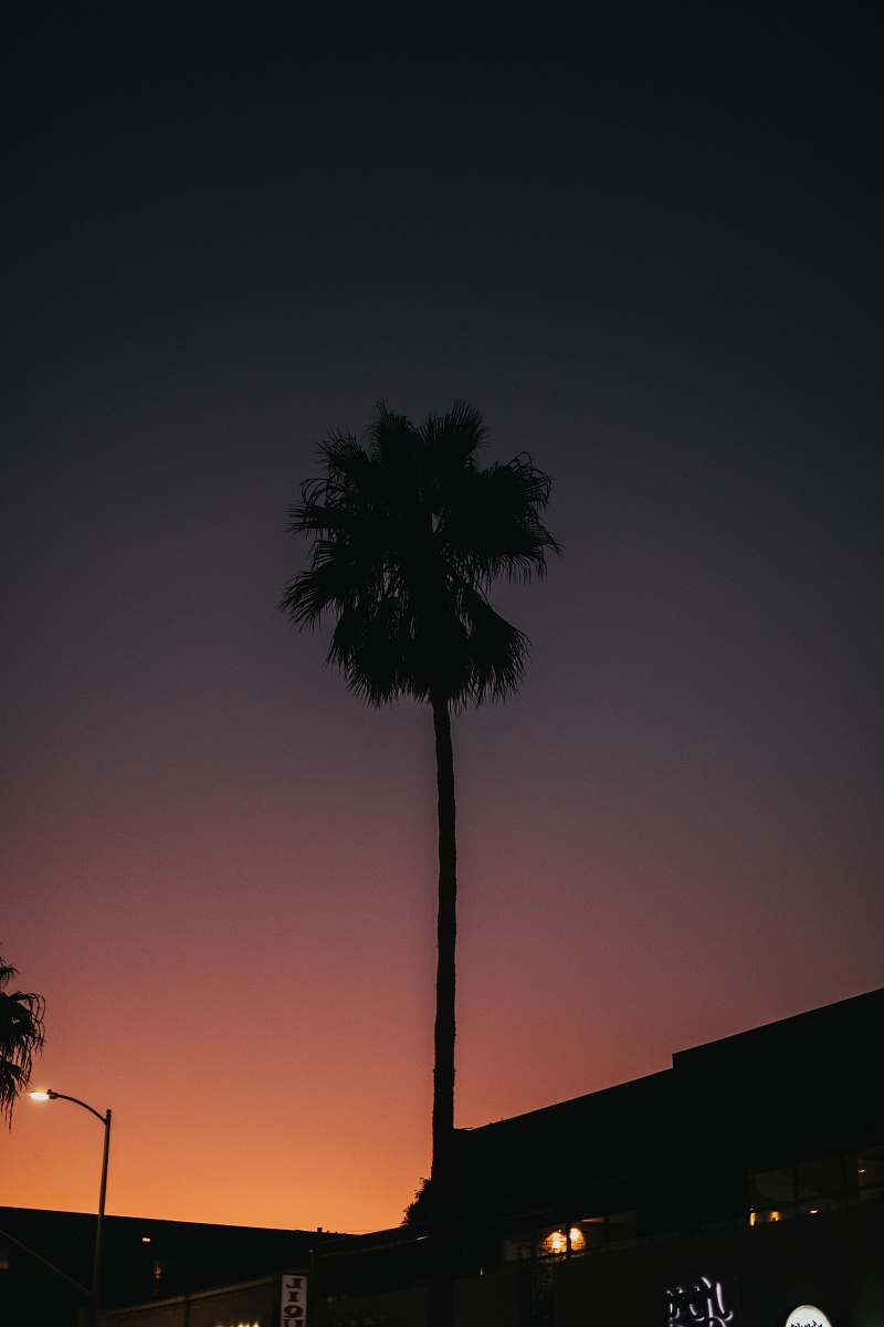 nature silhouette photography of a tree during golden hour outdoors