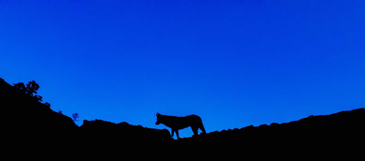 blue silhouette photography of an animal on top of a mountain horse