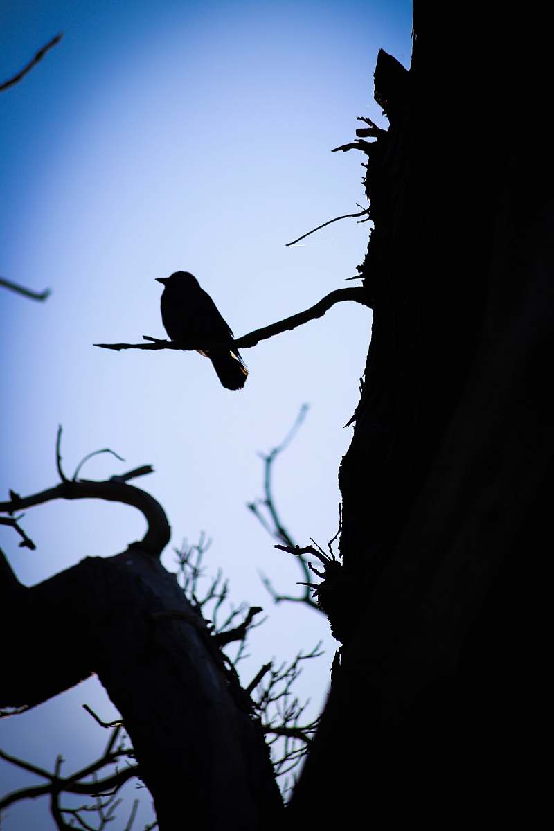 animal silhouette photography of bird perching on bare tree bird