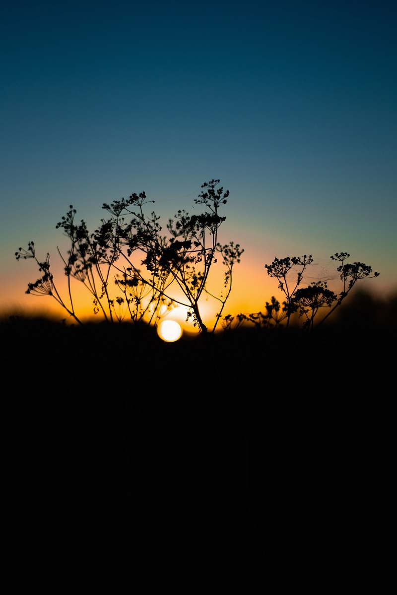 nature silhouette photography of flower during daytime outdoors