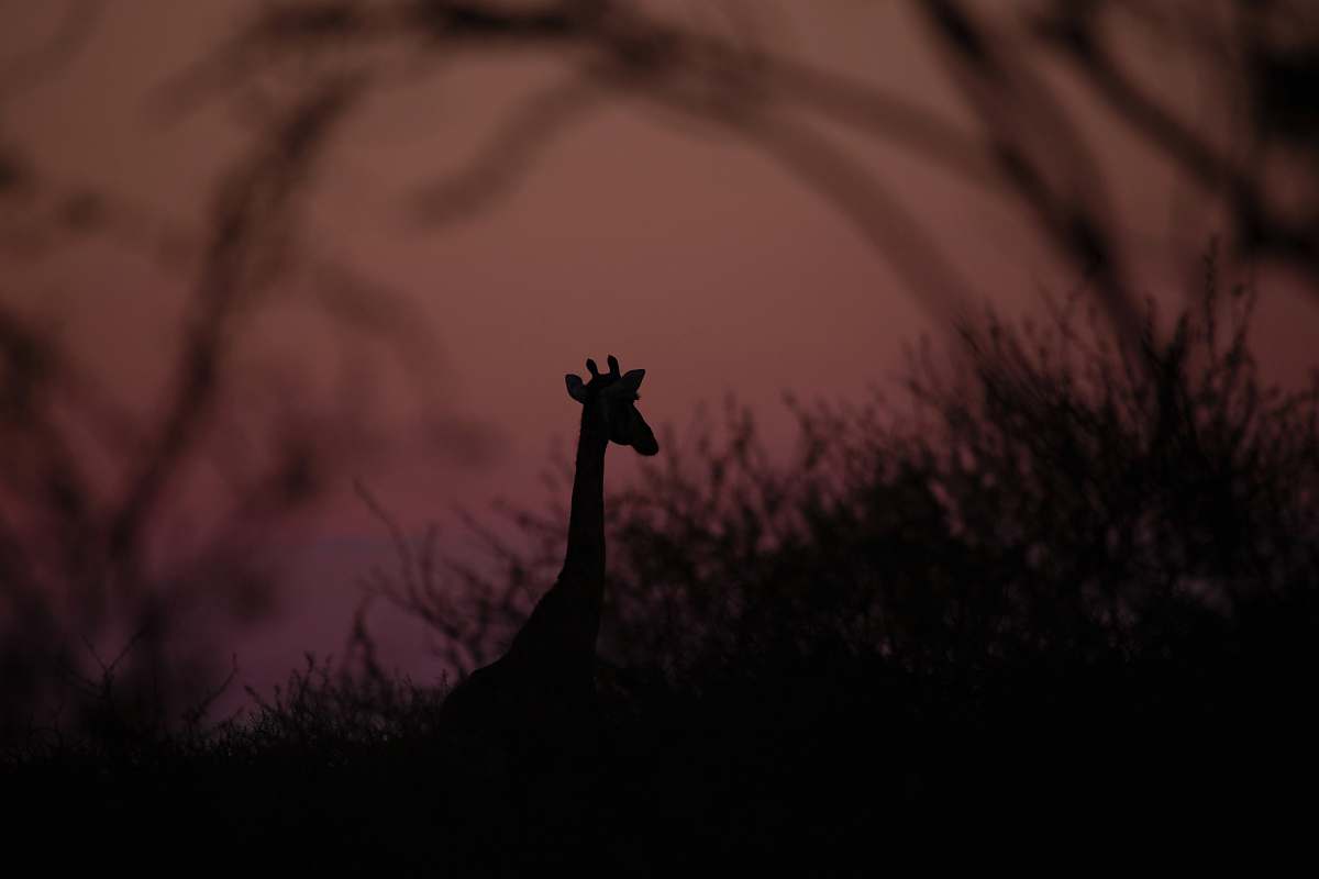 nature silhouette photography of giraffe outdoors