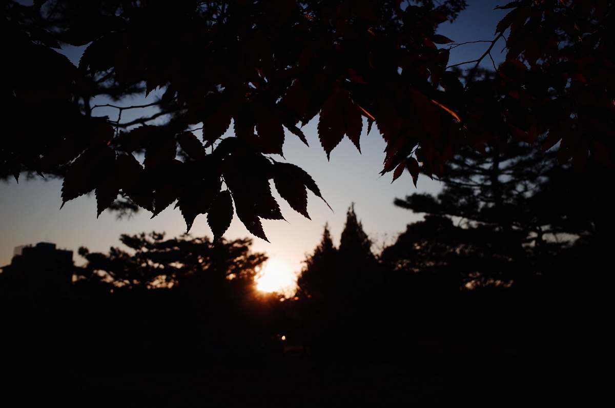 plant silhouette photography of leaves and trees leaf