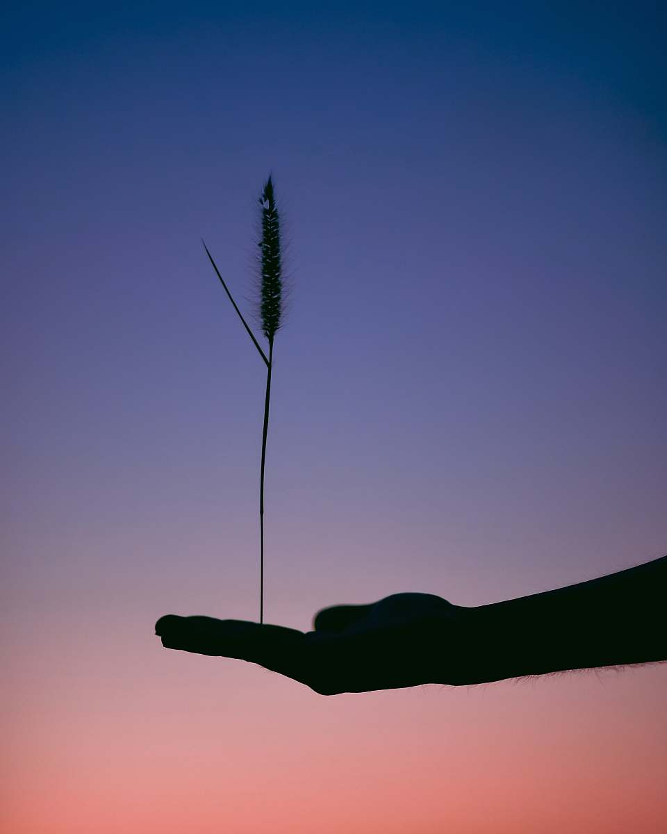 balance silhouette photography of person holding plant blue