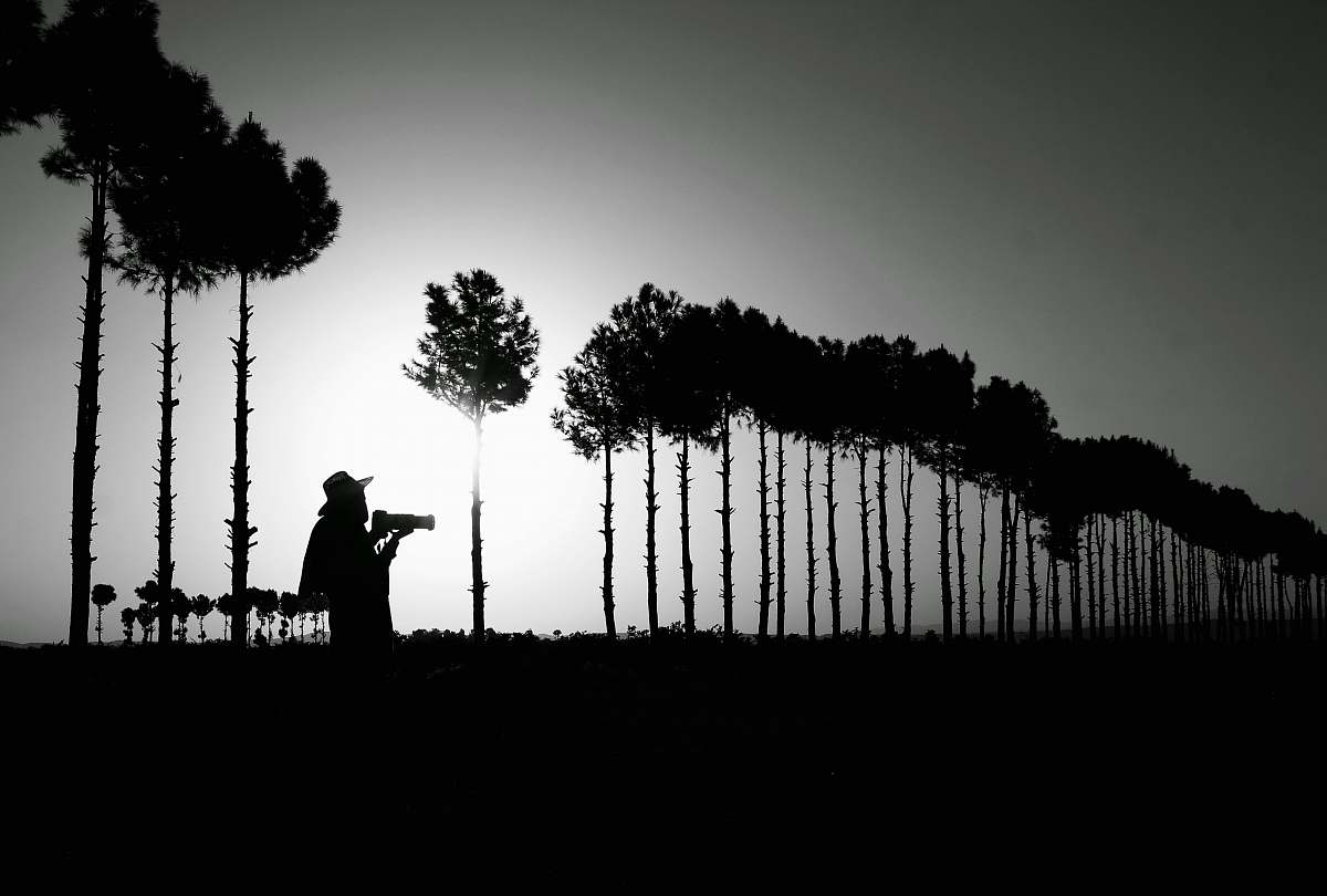 black-and-white silhouette photography of person standing near trees plant